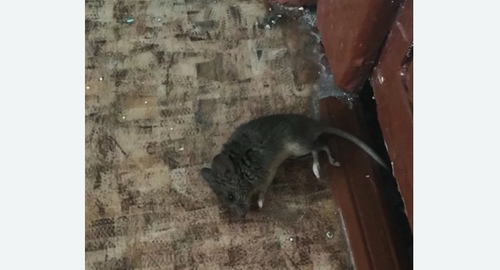 Дезинфекция от мышей в Самаре
